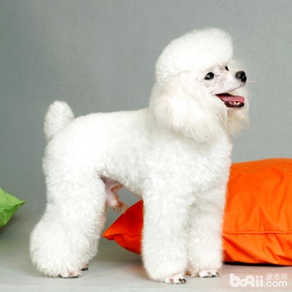 貴賓犬