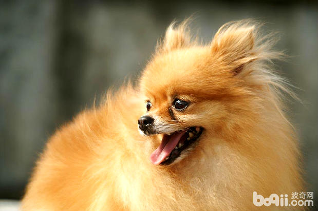 博美犬