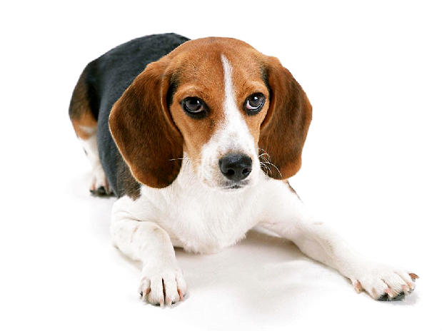 比格犬