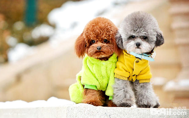 貴賓犬