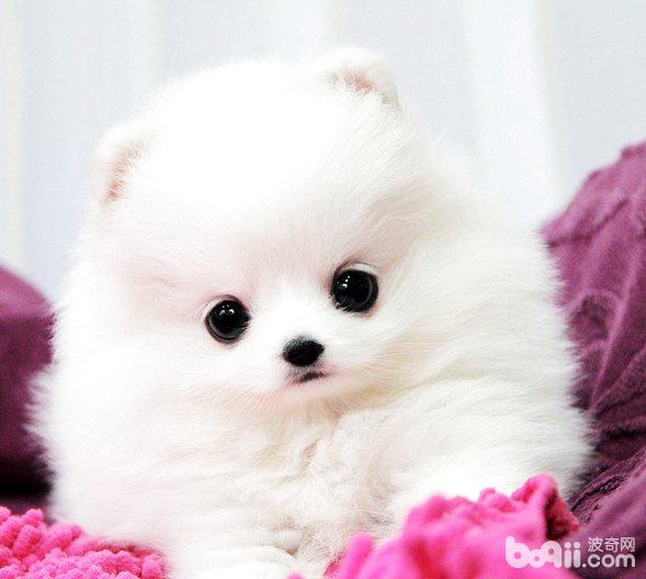 博美犬