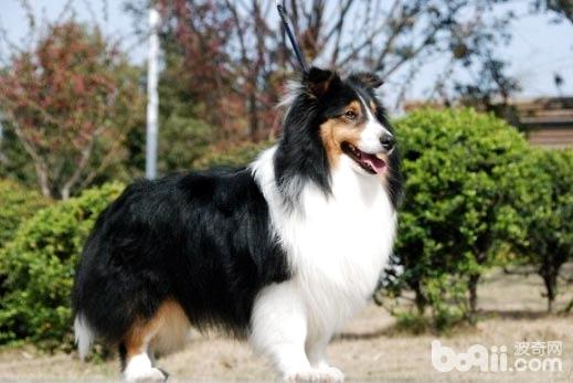 狗狗
