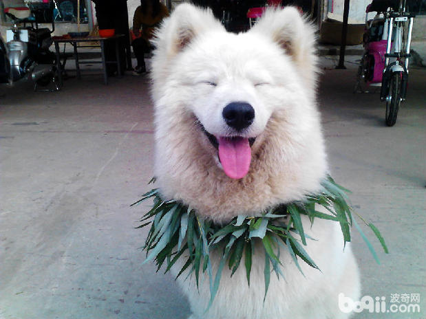 狗狗