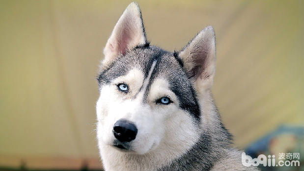 狗狗