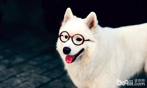 狗狗
