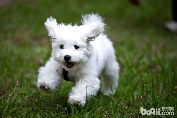 比熊犬