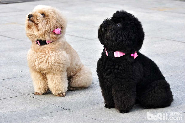 泰迪犬