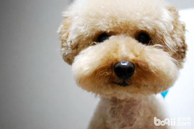 泰迪犬