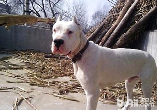 杜高犬