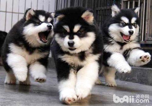 阿拉斯加犬