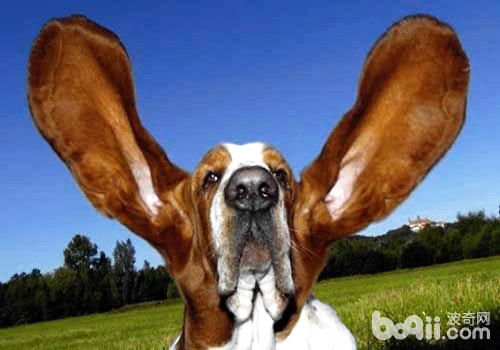 巴吉度獵犬