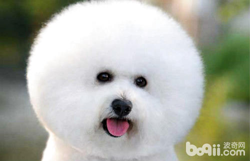比熊犬