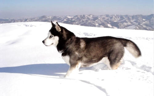 阿拉斯加雪橇犬