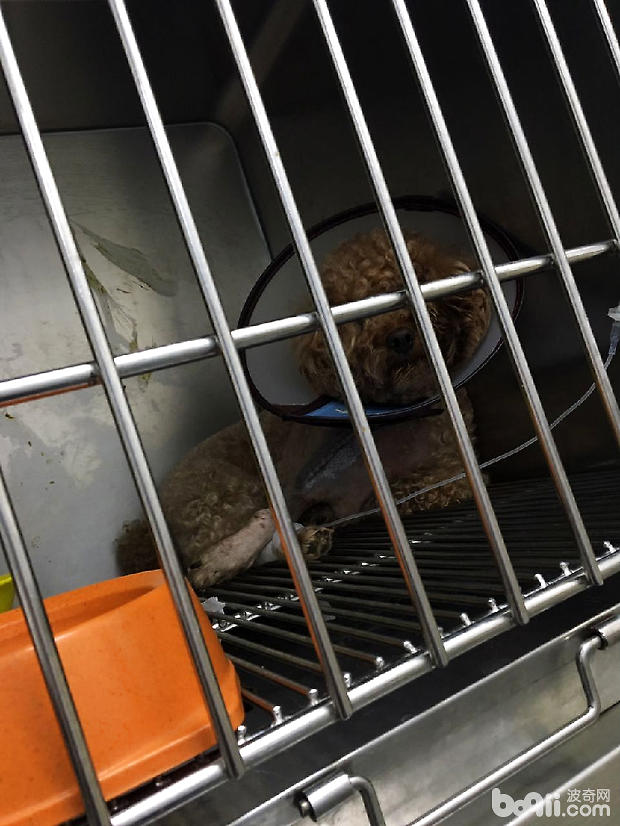 圖1 病犬喜臥不愛動