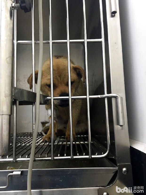 圖1 病犬精神沉郁