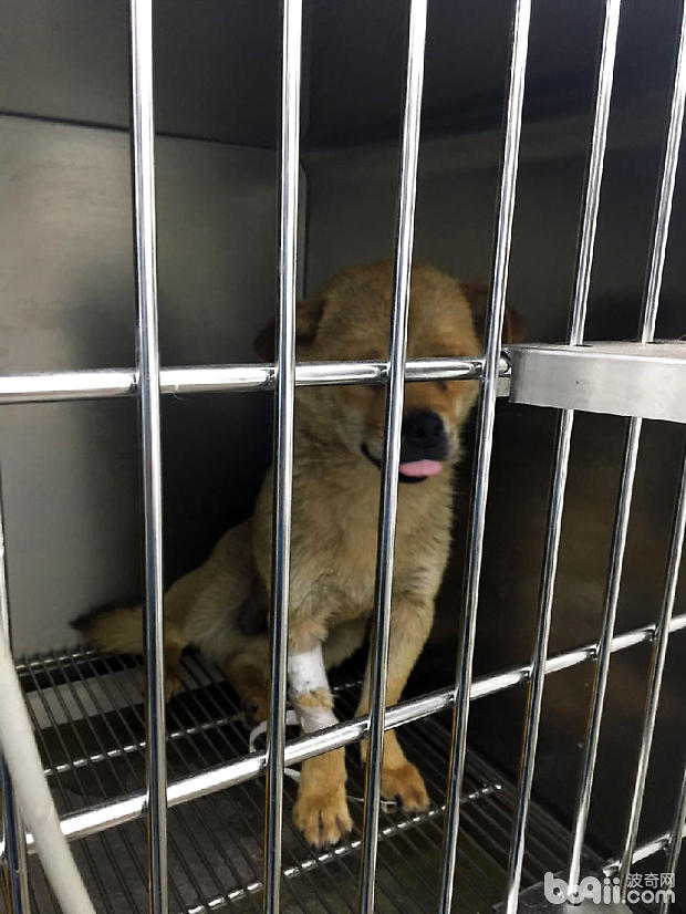 圖4 術後三天病犬精神明顯恢復
