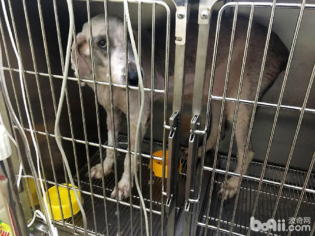 圖3 病犬表現弓背腹痛