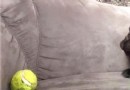 法國斗牛犬尿道結石的手術治療