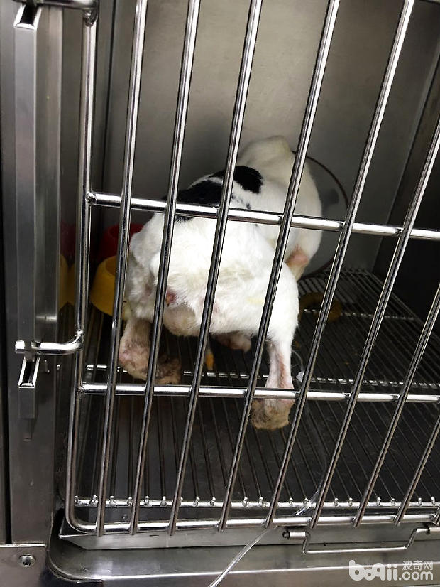 圖4 病犬時而努責作排尿狀
