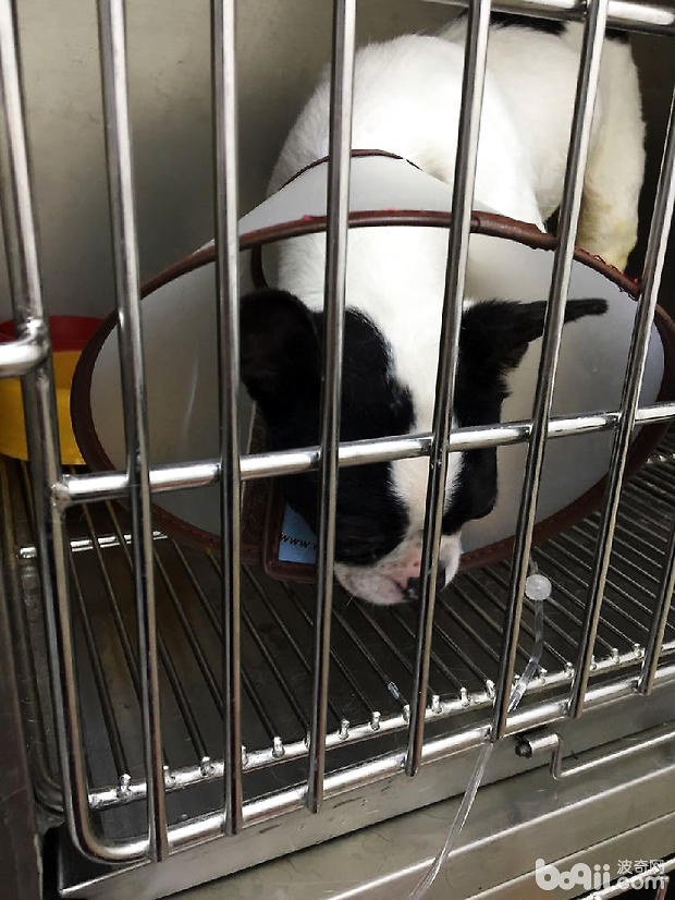 圖2 病犬排尿困難
