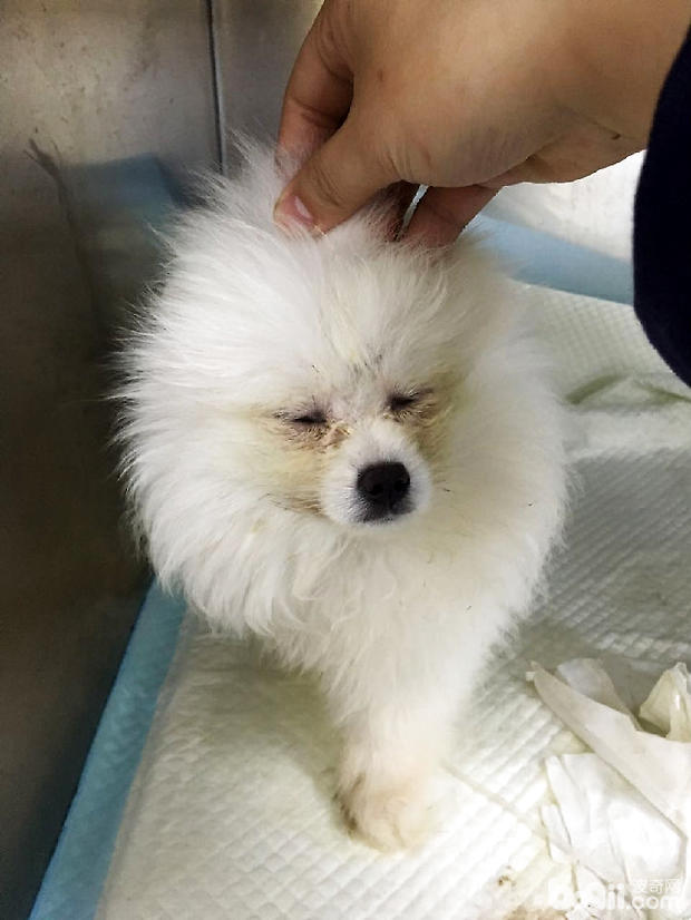 圖1 患犬澀明睜眼困難