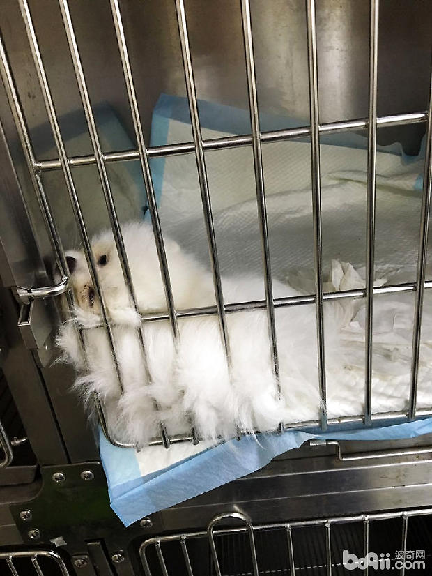圖3 視力障礙導致犬不愛動