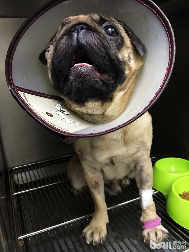 圖3 佩戴伊麗莎白圈防止犬抓撓傷口