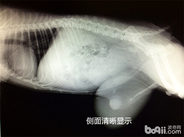 X光片清晰可見