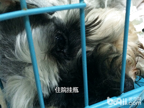 病犬住院