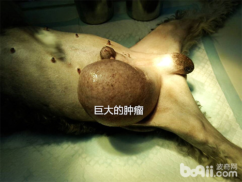 病變的腫瘤