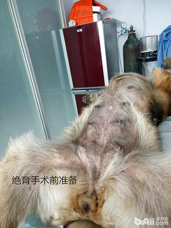 犬絕育前准備