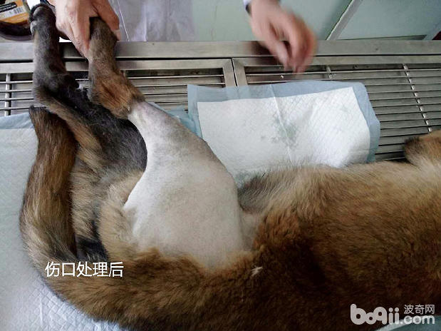 犬傷口處理