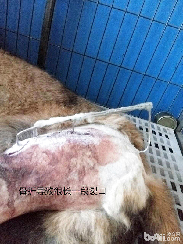犬傷口處理