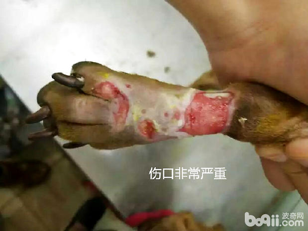 犬外傷