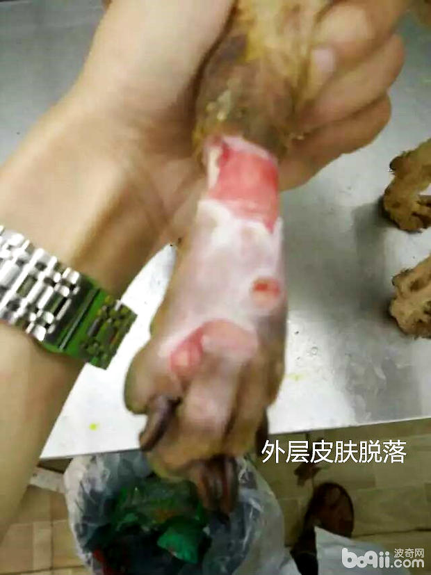 犬皮膚外層脫皮