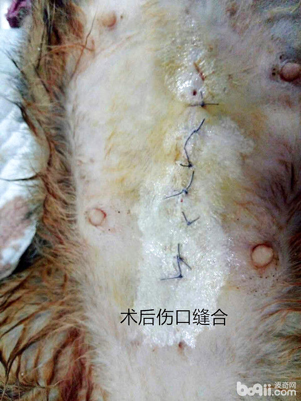 犬絕育術後傷口縫合