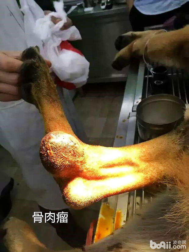 犬骨肉瘤
