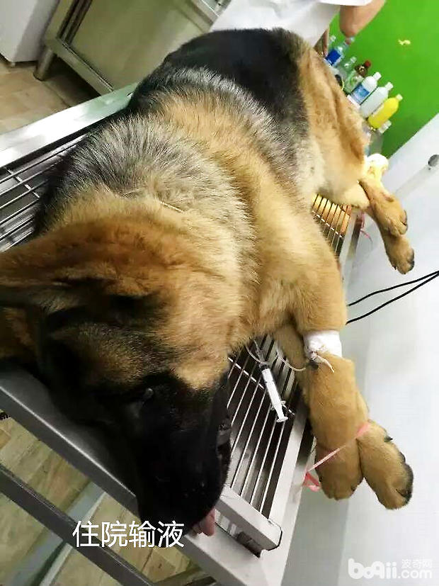 病犬住院