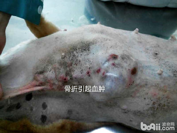 犬骨折