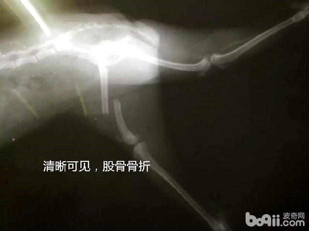 犬股骨骨折