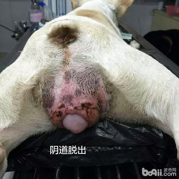 犬陰道脫出