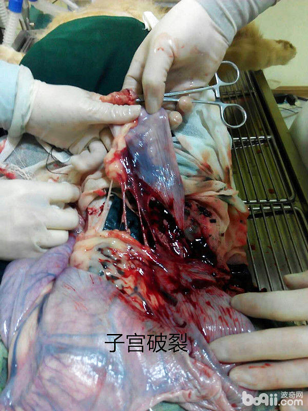 犬子宮破裂手術
