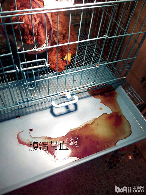 犬腹瀉