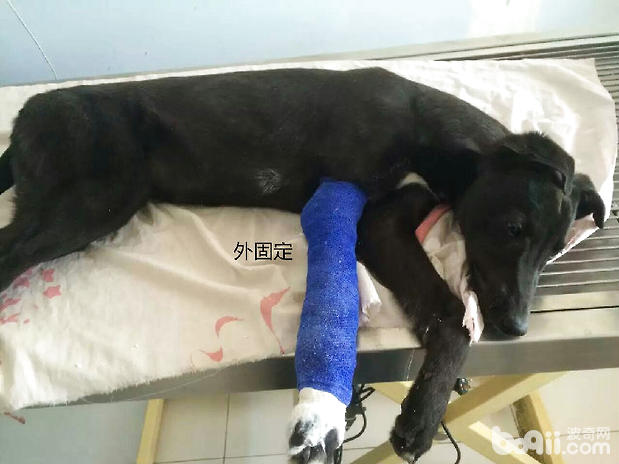 骨折犬的外固定