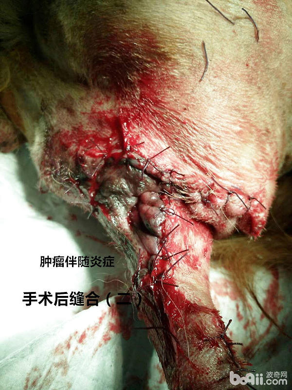 犬肛周腫瘤伴隨炎症