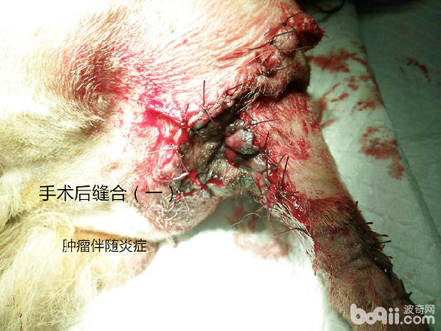 犬肛周腫瘤伴隨炎症