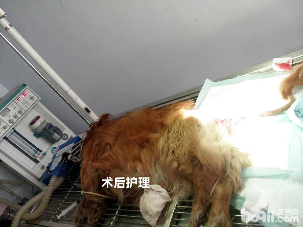 病犬