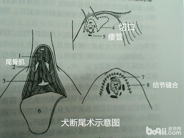 犬斷尾示意圖