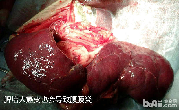 犬脾增大