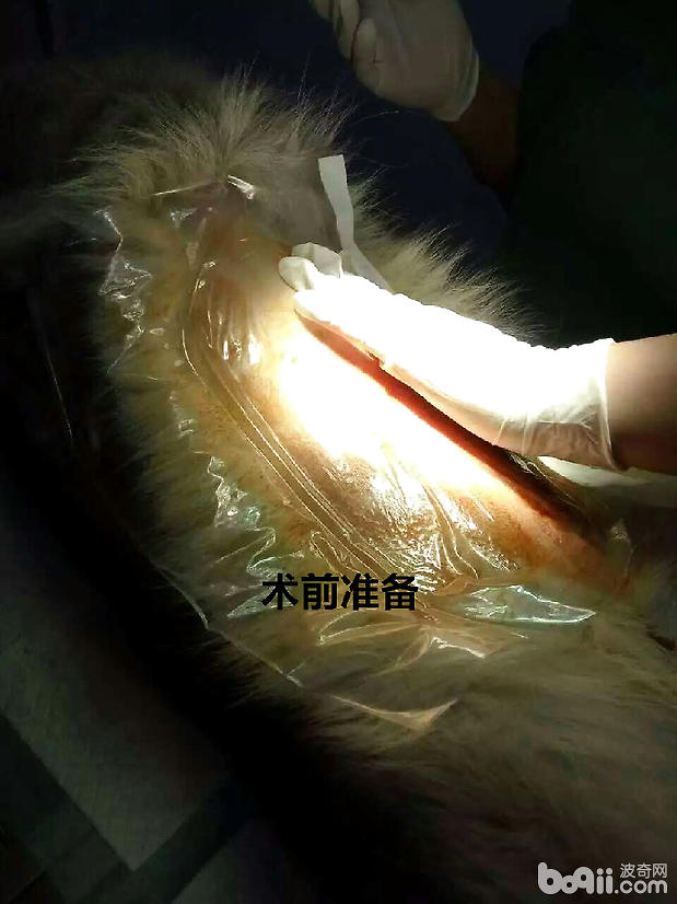准備手術